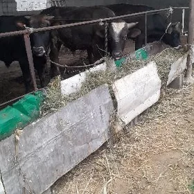 öküz