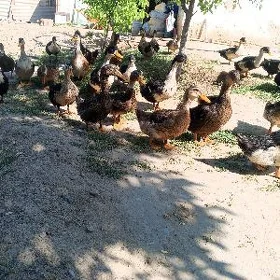ördek ýaşylbaş