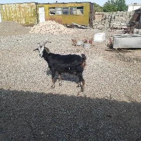 geçi awlakly