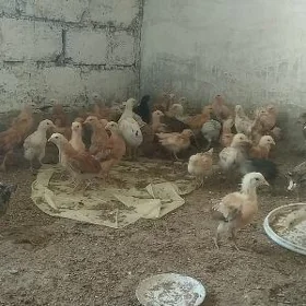 Товук