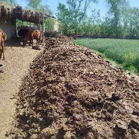 Mal dersi