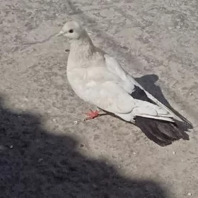 kepteri