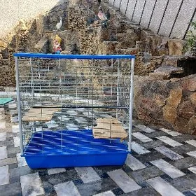 клетка