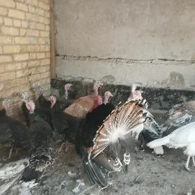 матка индуклар