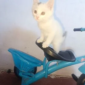 Пишик