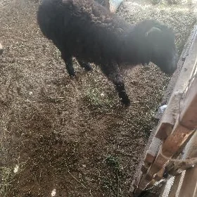 Goyun işşek goç