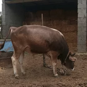 Ökiz