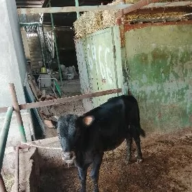 ökiz