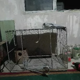ketek