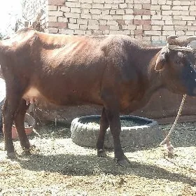 bogaz sygyr