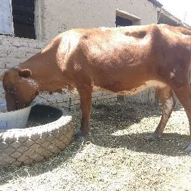 sygyr