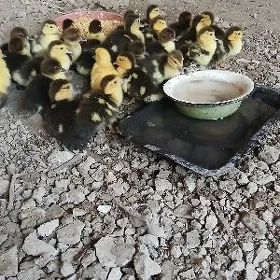 Indutga jüje induk gus ördek