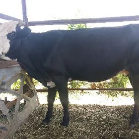 bogaz sygyr
