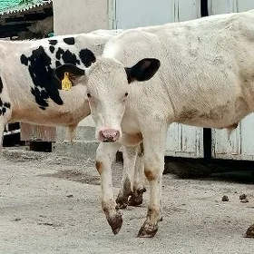 Öküz Tüwe Göle