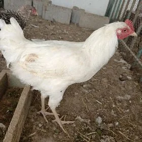 horaz