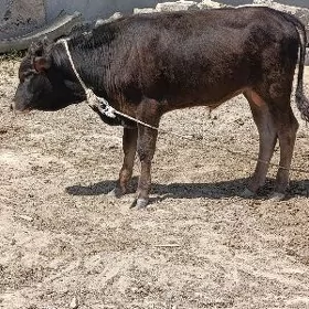ÖKÜZ ŞWES TOHUM ARASSA