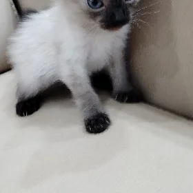 Сиамские кошка щенок