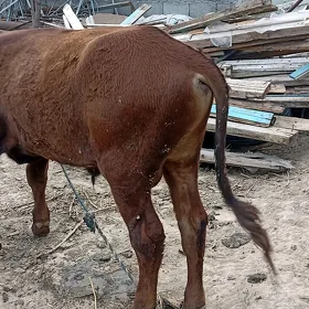 öküz ,tüwe