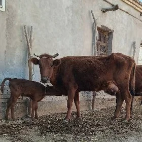 SÜÝIDLIJE GÖLELI SYGYR PARODA.