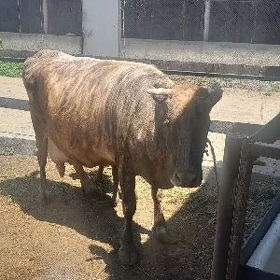 Goleli sygyr dalgyr.