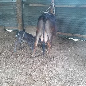 saglyk sygyr
