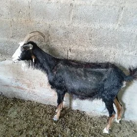 geçi