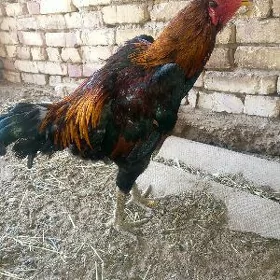 horaz