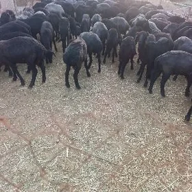 garaköl goyunlar