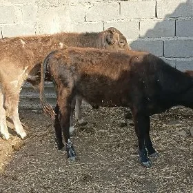 2 okuzce