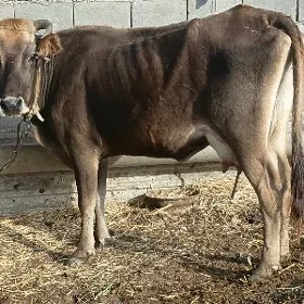 2 goleli sygyr