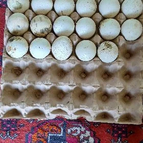 infuk yumurtka