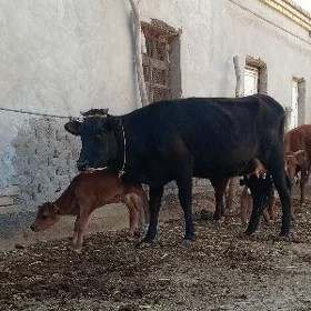 SIPRIS GOLELI GOLELI SYGYR