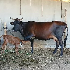 goleli