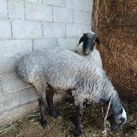 goýyn