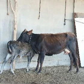 goleli