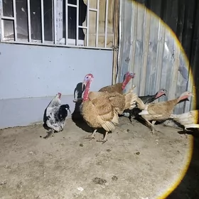 Horaz induk