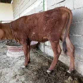 Göle