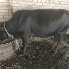 öküz