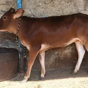 tüwe
