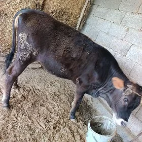 Tüwe