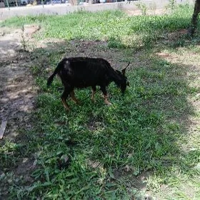 geci