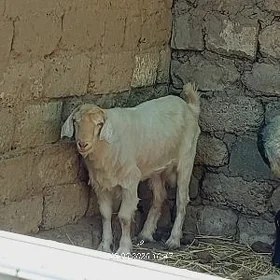 teke geçi