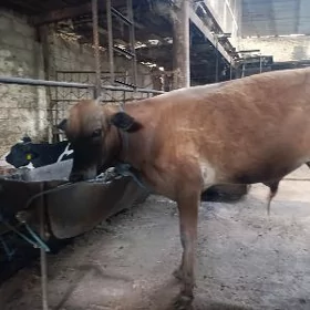 Окузче