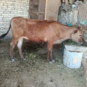 Goleli sygyr