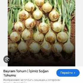 sogan tohumy