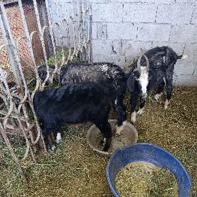 Geci