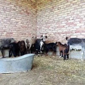 Guzuly Goýun Ekiz Owlakly Geçi