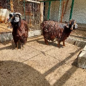 çebiş