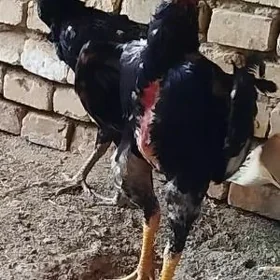 horaz