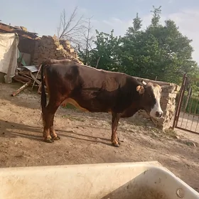 Sygyr